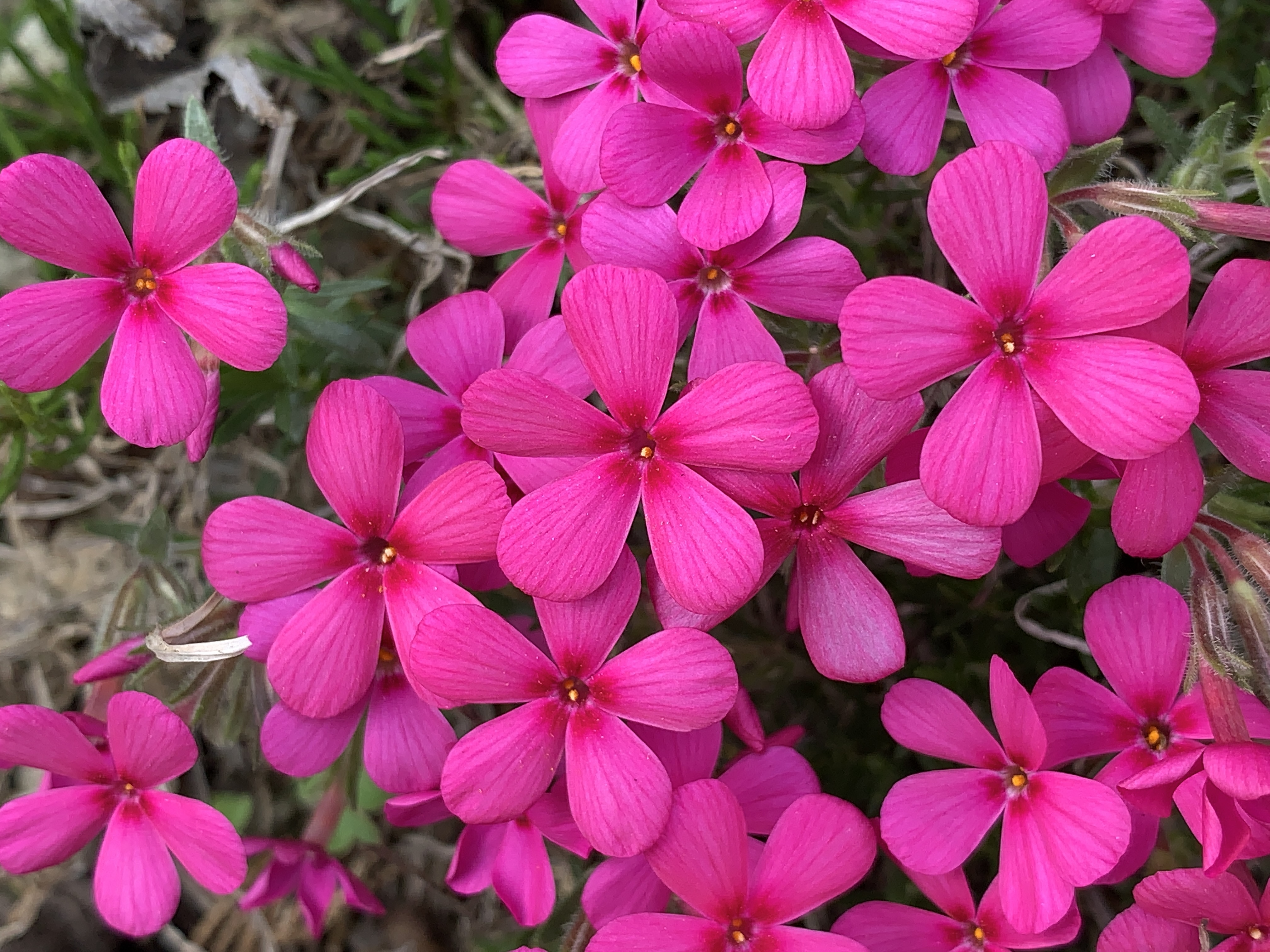 Phlox ‘Aegihong’